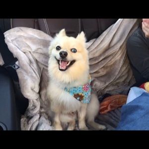 Meet your Posher, Susan